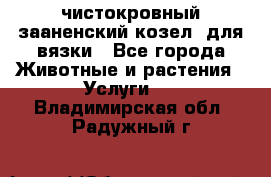 чистокровный зааненский козел  для вязки - Все города Животные и растения » Услуги   . Владимирская обл.,Радужный г.